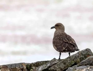 Antarktika’da İlk Kez Kuş Gribi (H5N1) Tespit Edildi