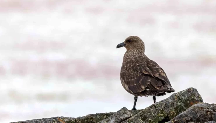 Antarktika’da İlk Kez Kuş Gribi (H5N1) Tespit Edildi