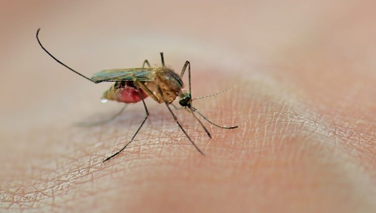 Sinek ve sivrisineklere dikkat: Oropouche virüsü 2 can aldı