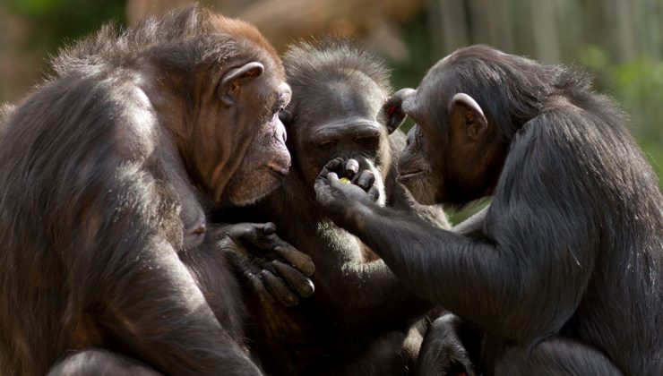 Şempanzelerde insan benzeri İletişim: Konuşma sırası bekliyorlar